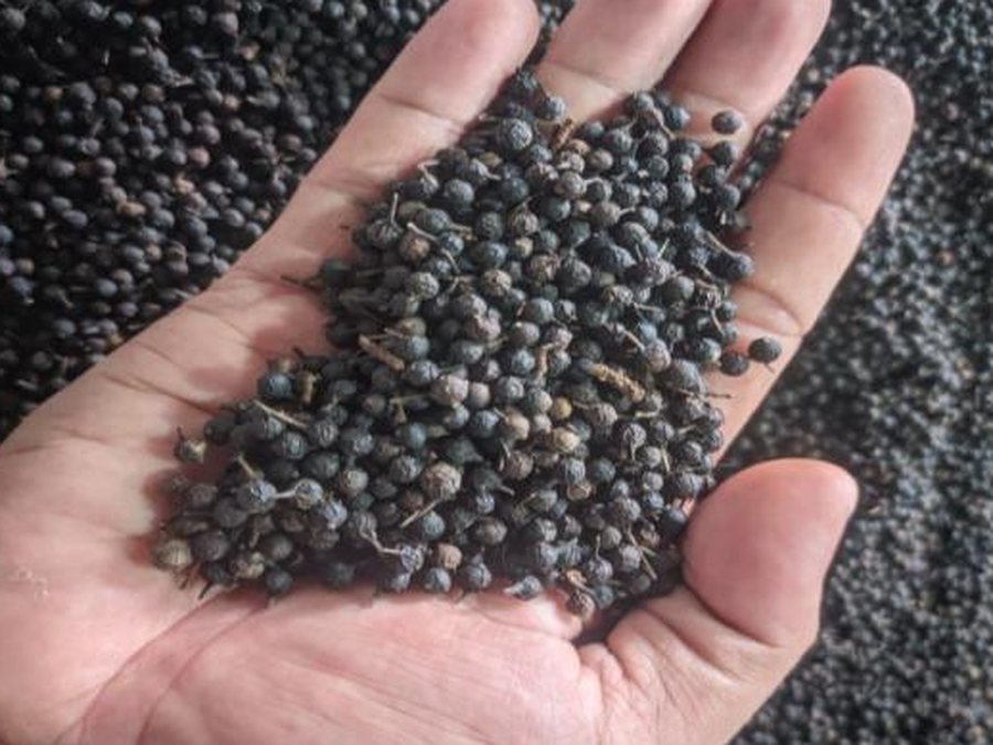 Black Pepper