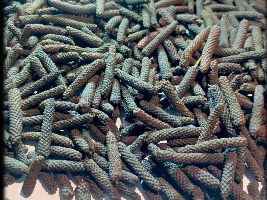 Long Pepper